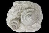 Two, D Mississippian Gastropods (Euomphalus) - Humboldt, Iowa #94762-2